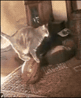 Кот акробат