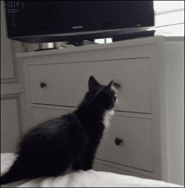 Коту лень прыгать