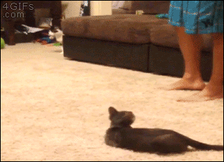 Кот испугался