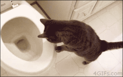 Кот смеется