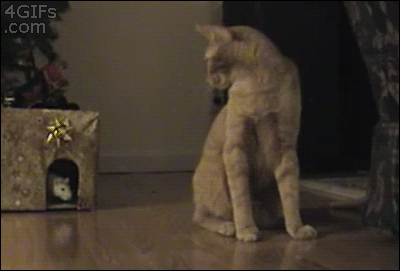 Кот и крыса