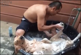 Dog-bath-spa