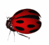 коровка (5)