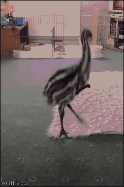 ezgif.com-video-to-gif (16