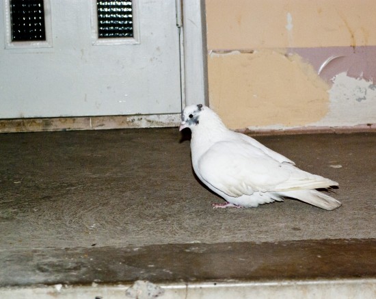Голубь