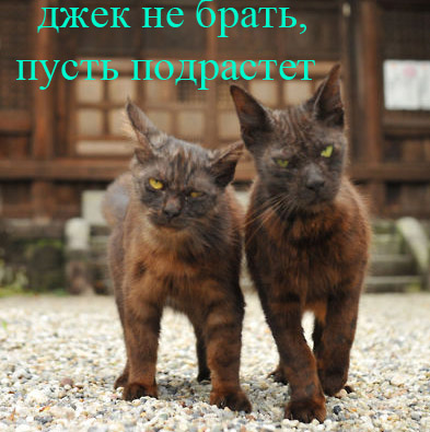 котэ