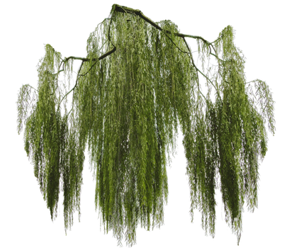 weeping_willow_branch_cut_out_by_simbores_d84dr9r