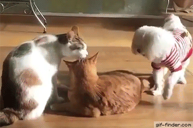 9b200462fe15cbdbe017b5411547c910