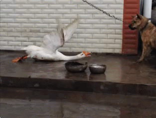 -гусь-в-мире-животных-WTF!-2982783