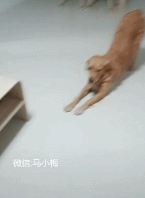 Хозяин, это для тебя????