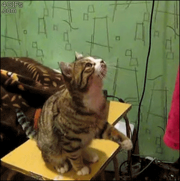 Давай чеши и гладь