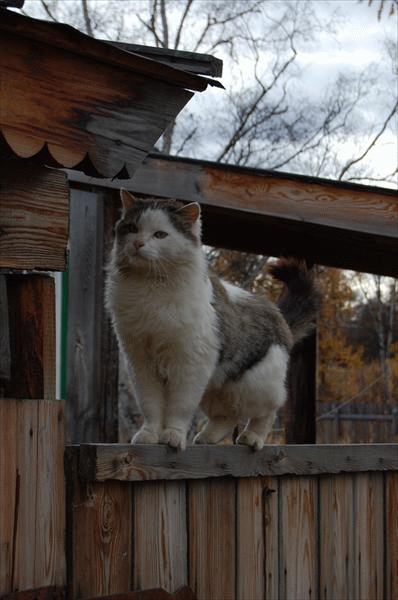 Камчатчкий кот