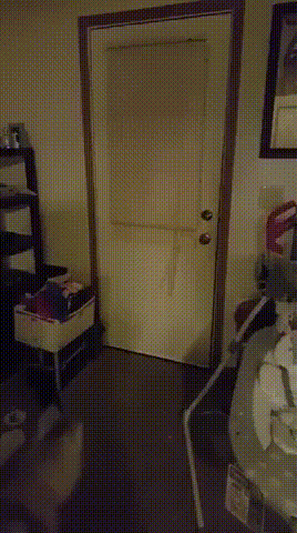 друг собака