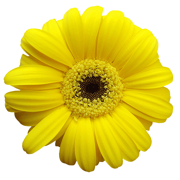 flower003-min