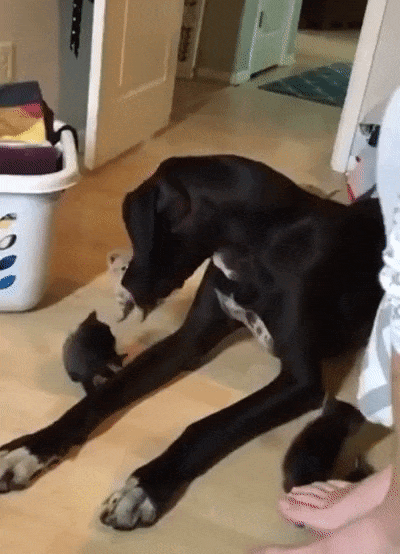 Ты мой папа?