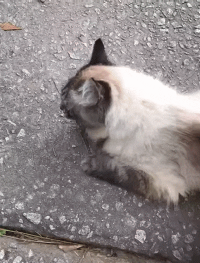 Бдят за хозяином