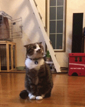 a632469646a444a4b76c9e723a90b00a