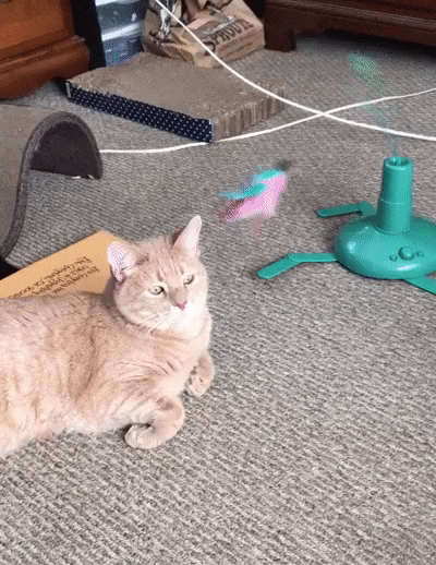 Олимпийское спокойствие