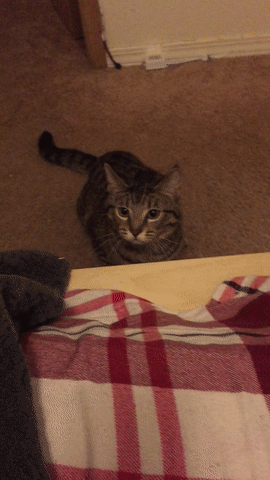 af80065a63b3887b4e618286095eec64 (1)