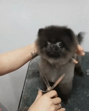 Песик любит стричься