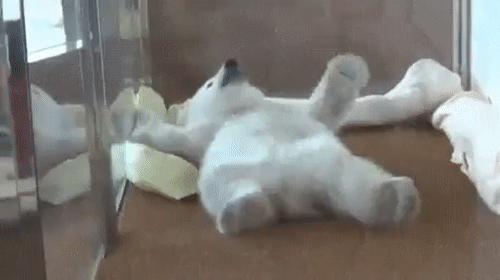 белый_медвежонок