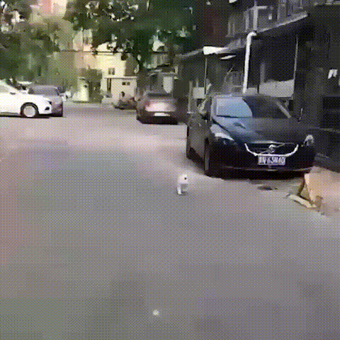 -котэ-походка-4578377