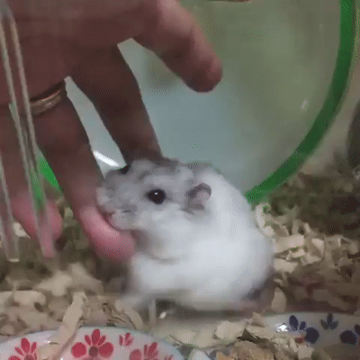 gif-хомяк-кусь-4587846