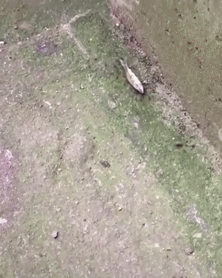 gif_5d8d6d6daf032387710c3ce7f5676311