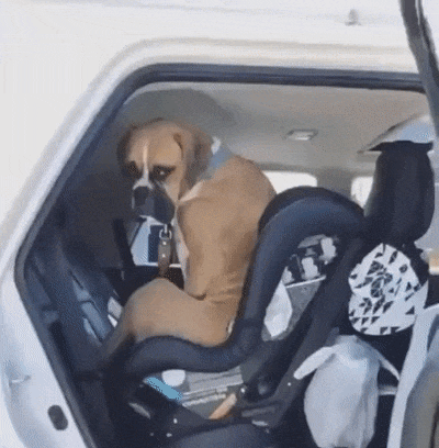 Теперь и для собак