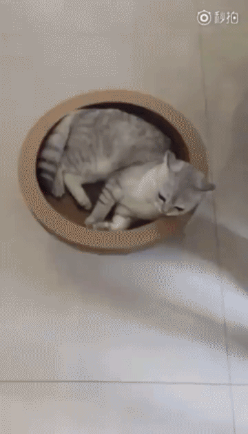 5d995481a0dcee02b4d17beaba85b644