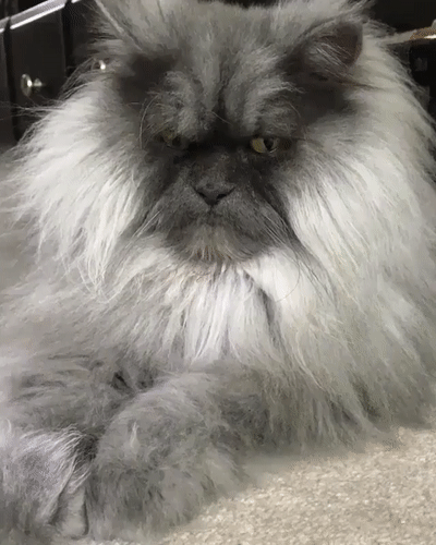 daily_gifdump_2863_12