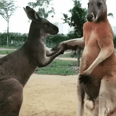 -живность-кенгуру-крёстный-кенгурец-4617227