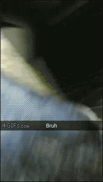 Dog-crashes-through-glass-door