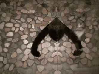 Котоматрица