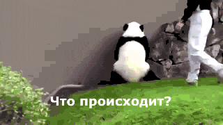 gifki-panda-poshli-bukhat-perevel-sam-2847305