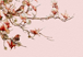 fon_9_3_arnusha