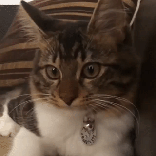 0e1a3e933756077f9daa61bb4f153a47