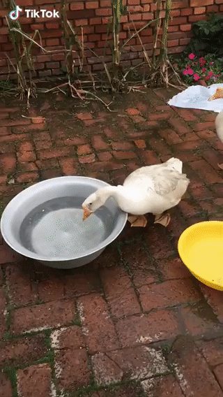 24f945e61d0b507700faad5ed72fa014