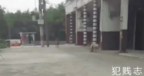 Сцепка собак