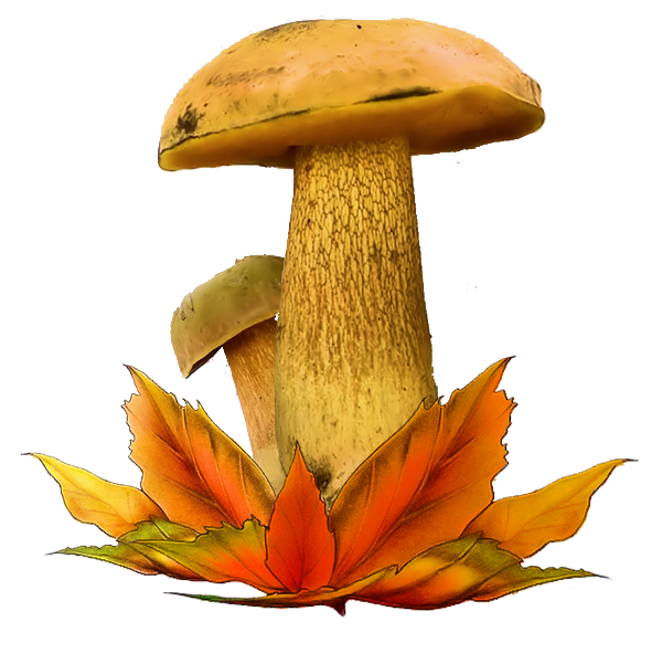 61