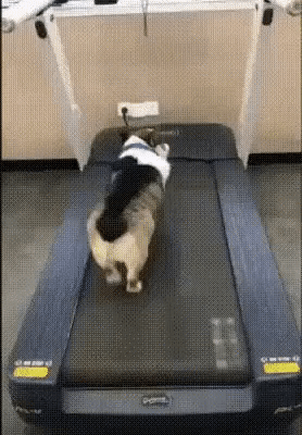 ezgif.com-video-to-gif