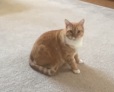 1f48666e08feef0c15ed53f1cc45b691