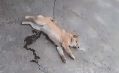 0dcb6acef800c9895b24a6ad5c265b93