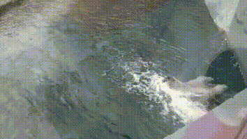 Медведь поплыл