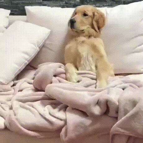 золотистый ретривер