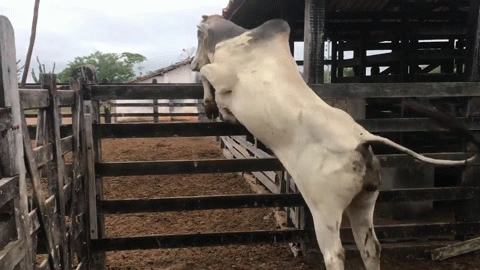 корова-газель