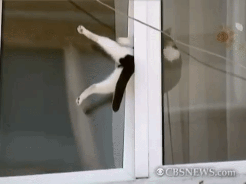 koshka-zastryala-v-okne