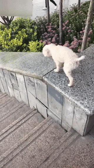 dog_parapet