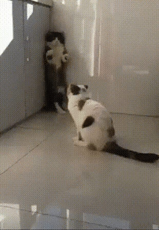 a9231d72e4aa6b60f1208e394f629152