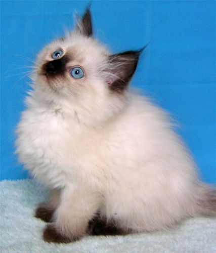 Картинка 5 из 548